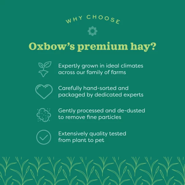 Oxbow Pasto Western Timothy - Image 7
