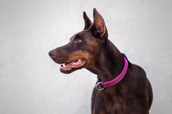 Julius K-9 Collar para Perro Rosa-Gris Ancho 25mm - Image 5